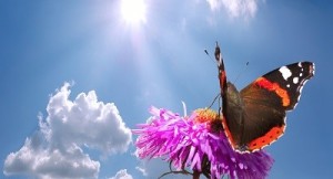 butterfly on flower against sky