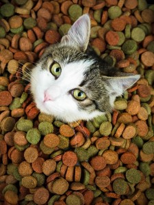 Cat in a pile of dry cat food_Image