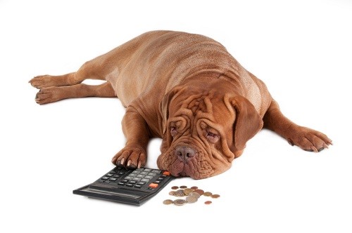 Dog_Budget_Money_Image