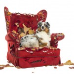 Australian Shepherd lying proudly on a detroyed armchair, isolated on white
