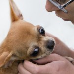Intimate Moment_Chihuahua