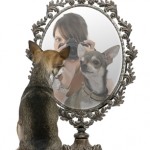 Chihuhua in front of a mirror
