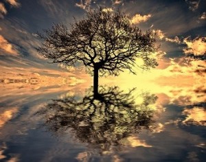 Tree_Waters_Reflection_Sunset_web